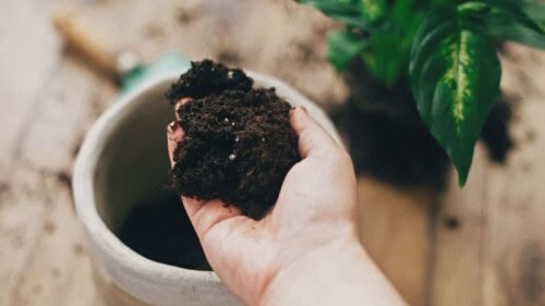 Soil-for-planting-dumb-cane