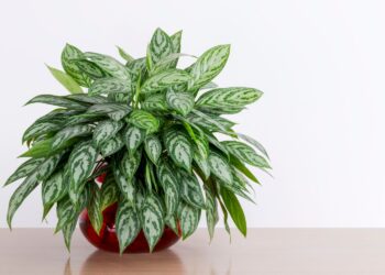 aglaonema - 1