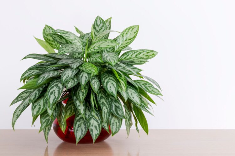 aglaonema - 1