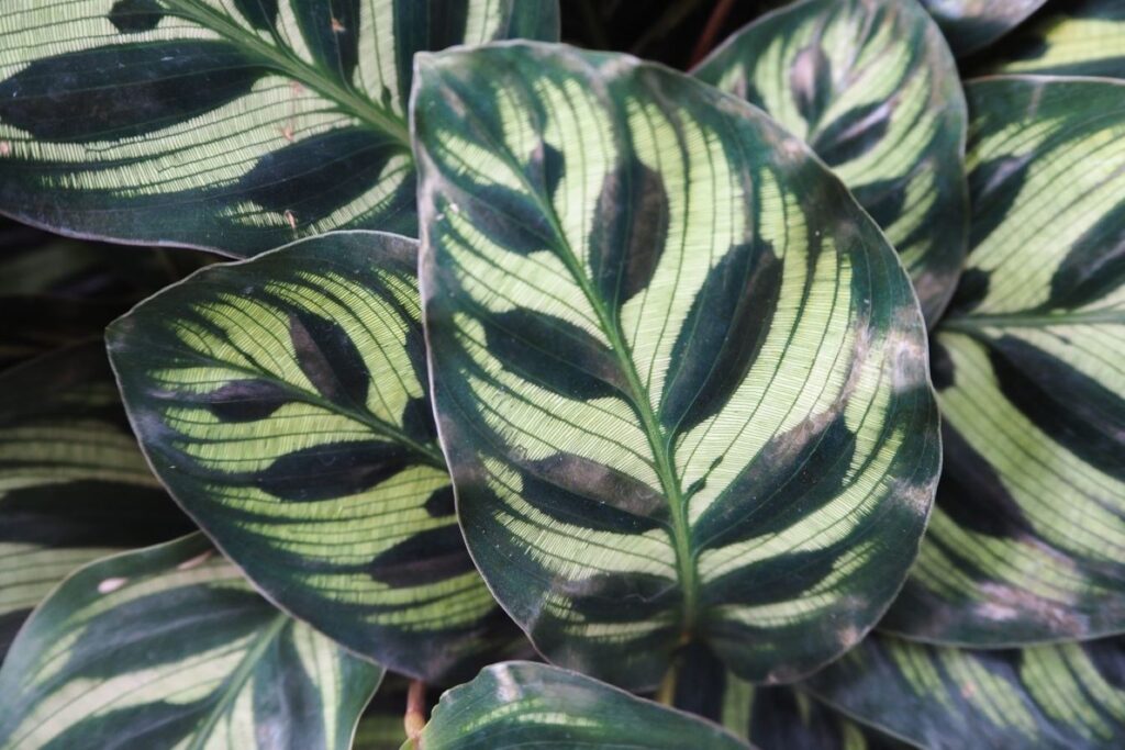 calathea-leaves