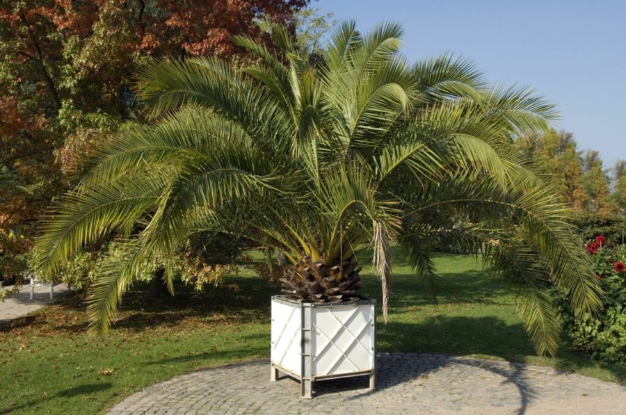 canary-island-date-palm