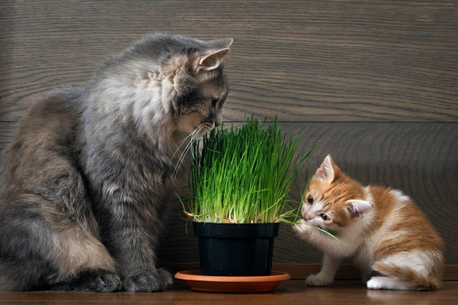 cat-grass-cats-