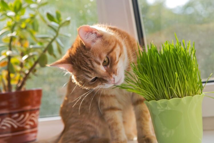 cat-safe-indoor-plants