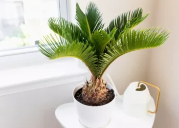 Cycas Revoluta flowers