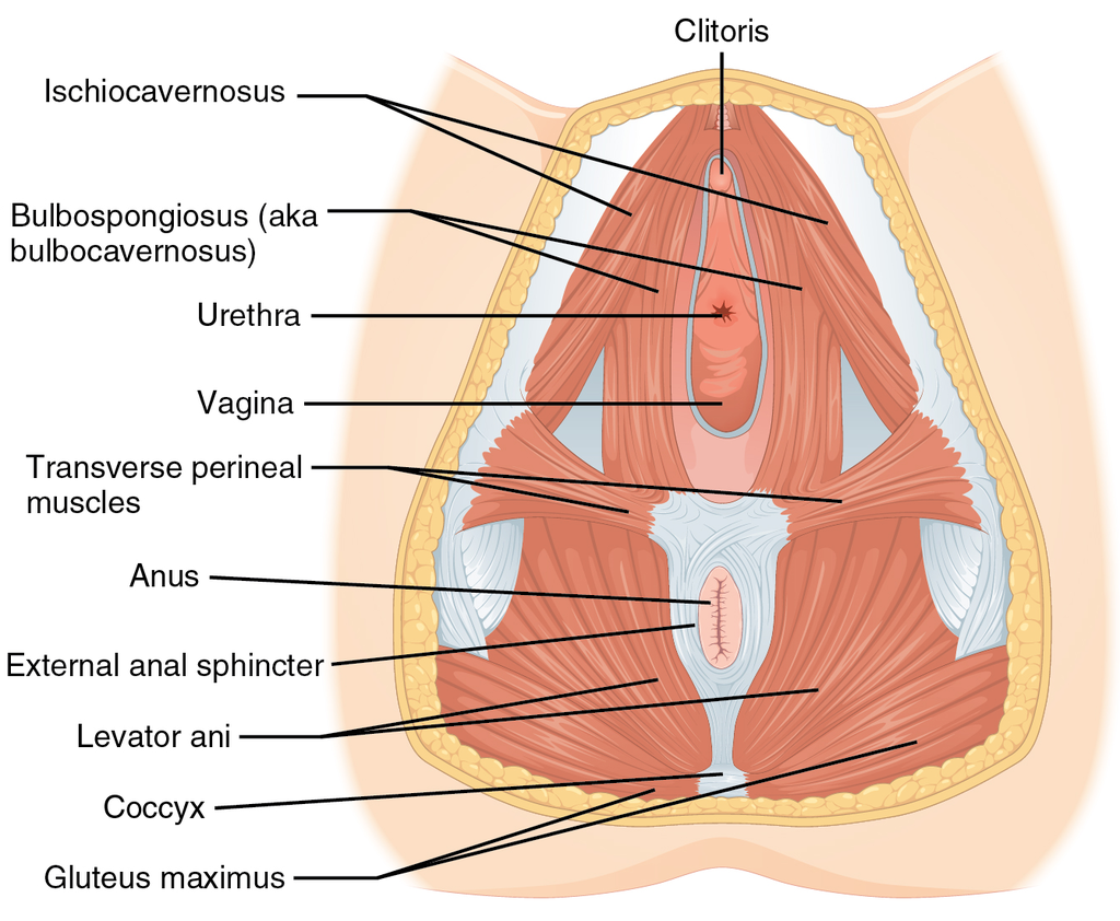 Vaginismus vaginal