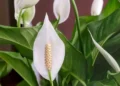 Spathiphyllum flower