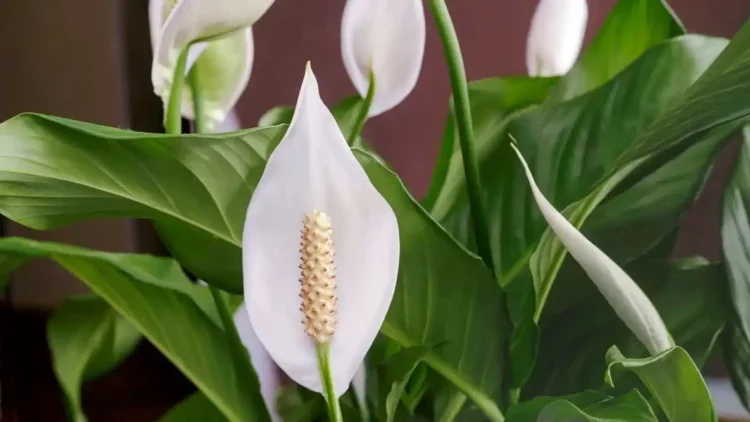 Spathiphyllum flower