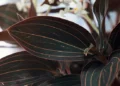 Jewel Orchid