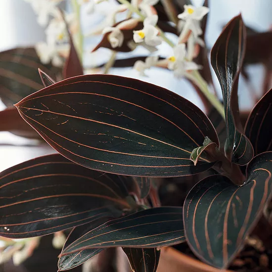 Jewel Orchid