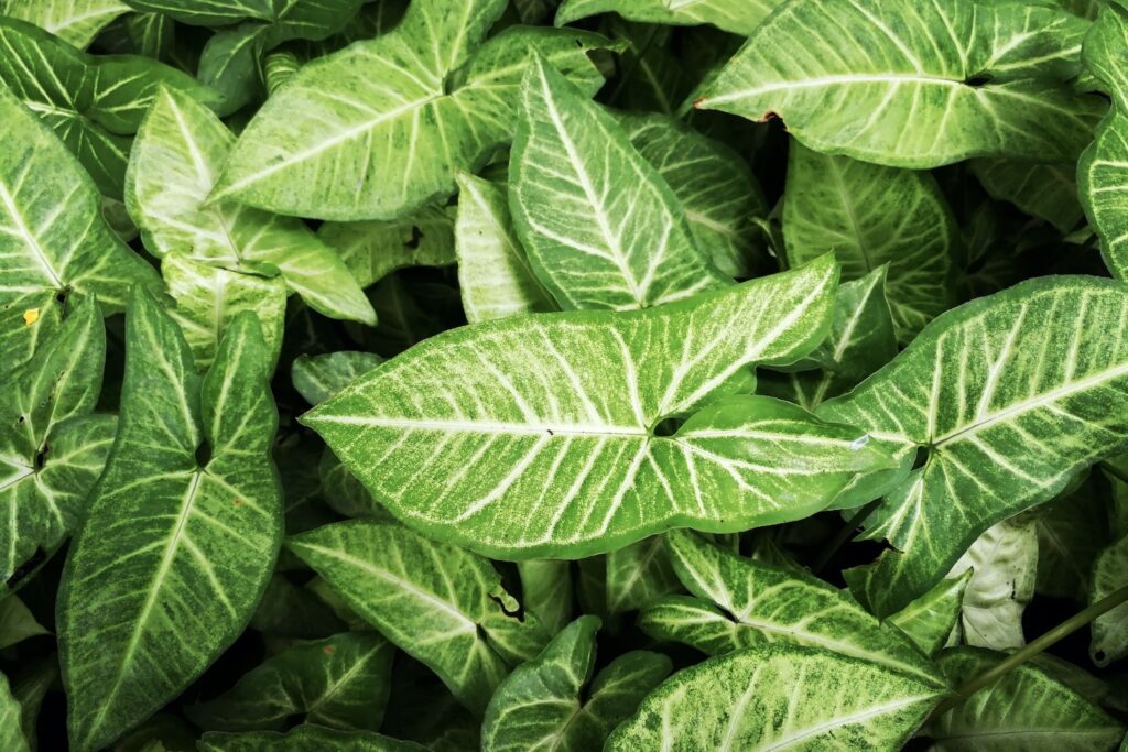 Syngonium,Podophyllum,,A,Tropical,Plant,In,Thailand.,Beautiful,Green,Background