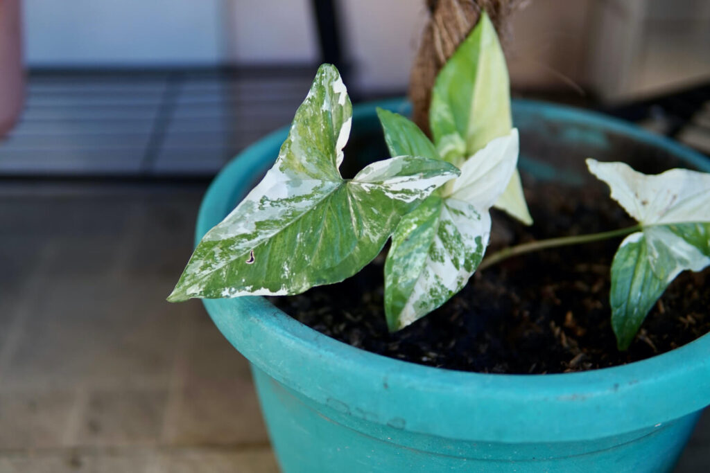 syngonium-variegata