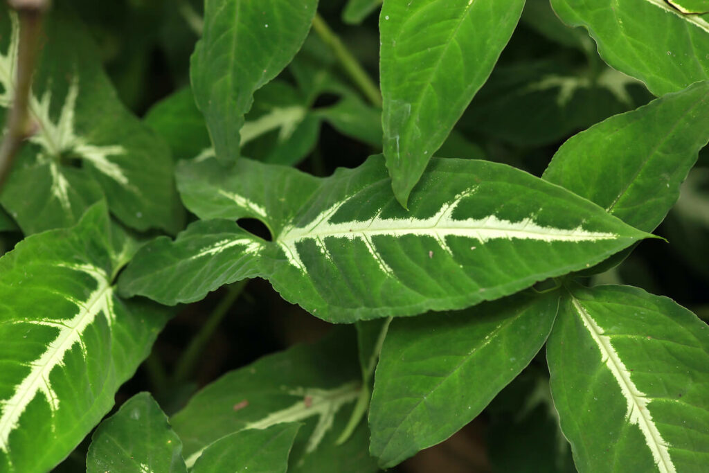 syngonium-wendlandii-1024x683