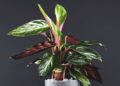 calathea