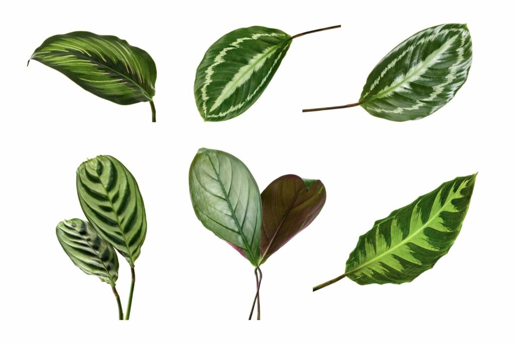 calathea-leaves-variety-1024x683