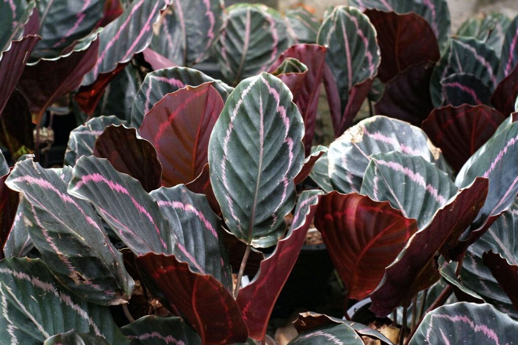 close-up-calathea