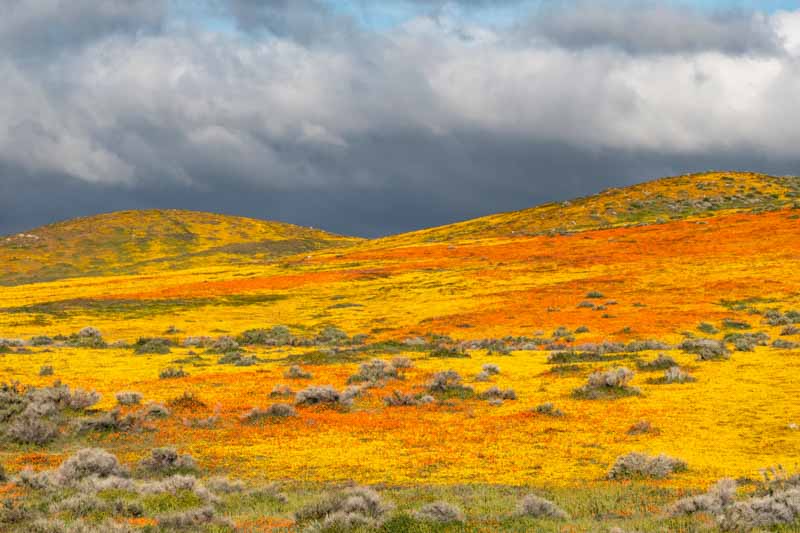 Antelope Valley, California Poppy Reserve