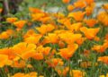 eschscholzia-californica-california-poppy