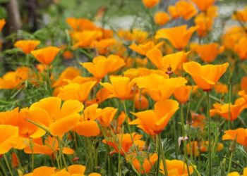 eschscholzia-californica-california-poppy