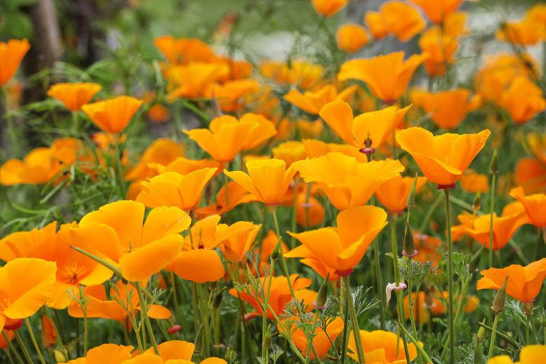 eschscholzia-californica-california-poppy