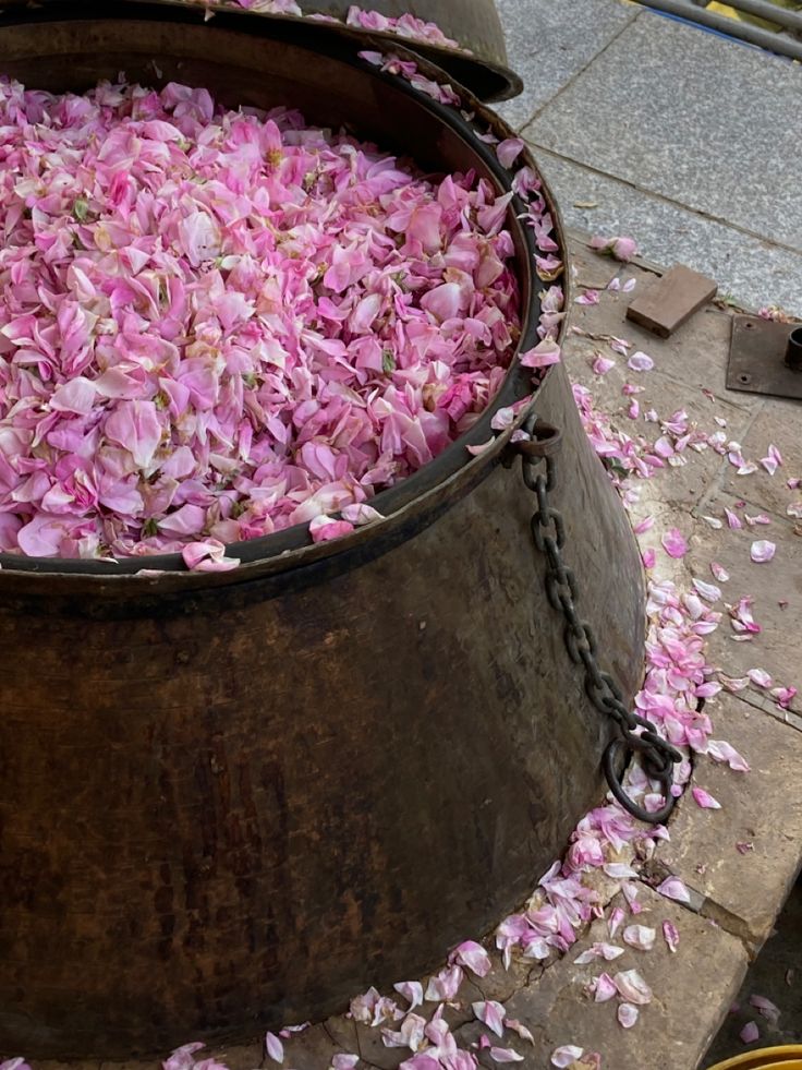 تهیه گلاب از گل محمدی